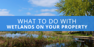 What to Do With Wetlands on Your Property